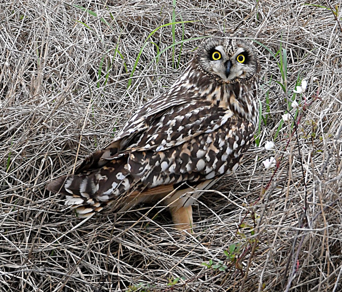 Short-eared Owl - ML554366091