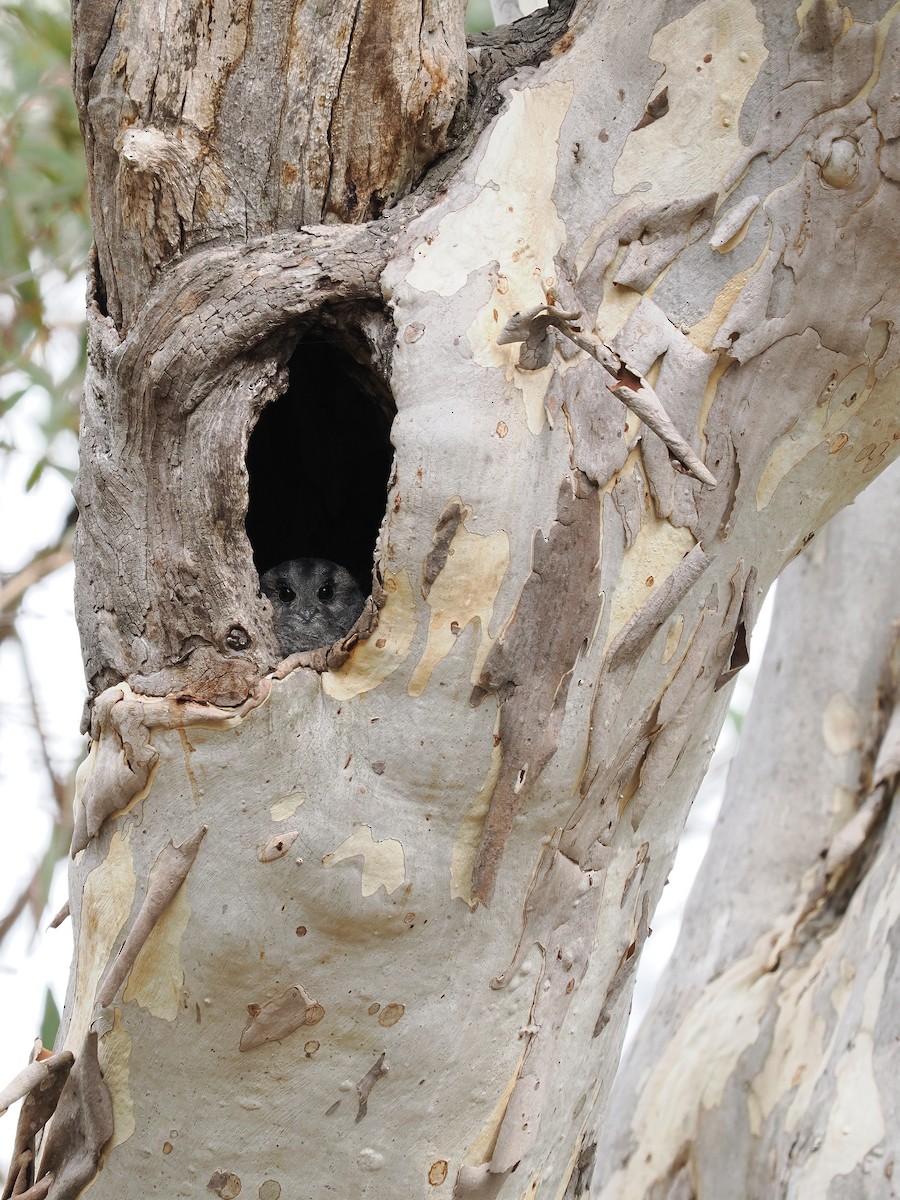 Australian Owlet-nightjar - ML554366231
