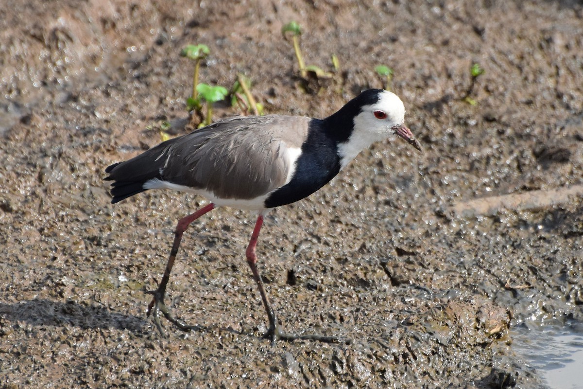 Long-toed Lapwing - Nathan Hentze