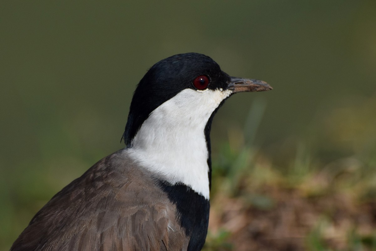 Spur-winged Lapwing - ML55436761