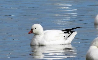 Ross's Goose, ML554367911