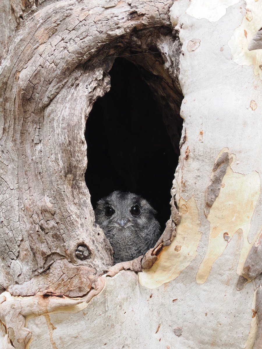 Australian Owlet-nightjar - ML554368381