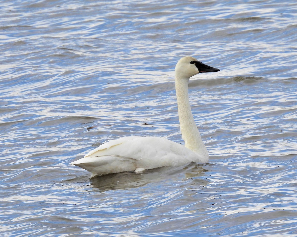 eBird Checklist - 6 Apr 2023 - Broadview Pond and (town) - 23 species