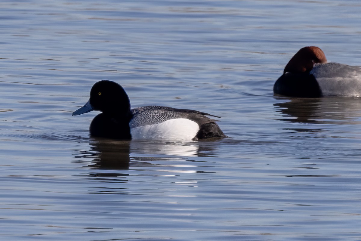 Greater Scaup - ML554378891