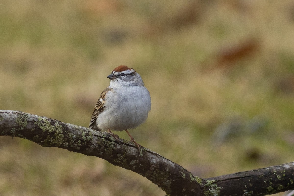 Chipping Sparrow - Charmaine Anderson