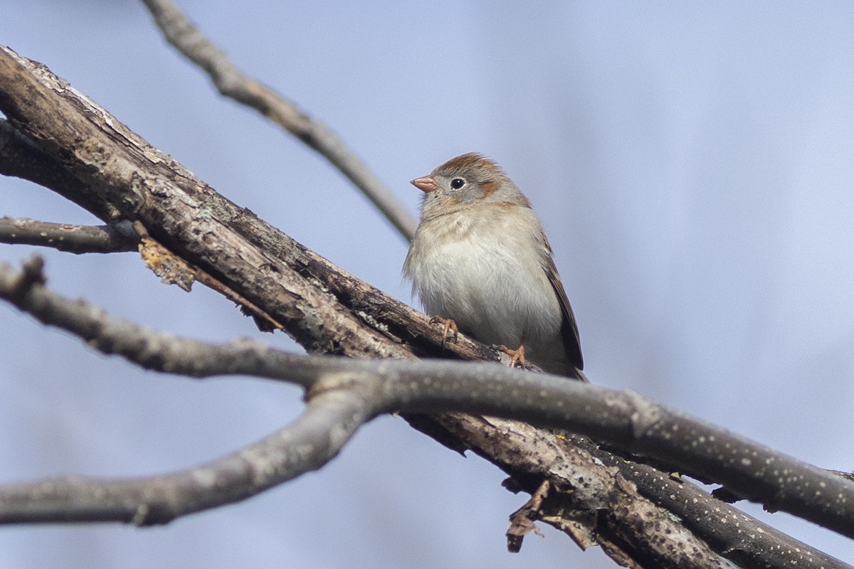 Field Sparrow - ML554387571