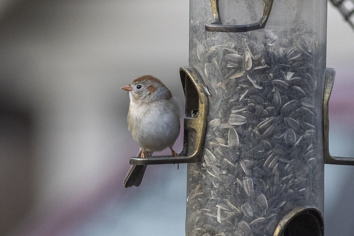 Field Sparrow - ML554387581
