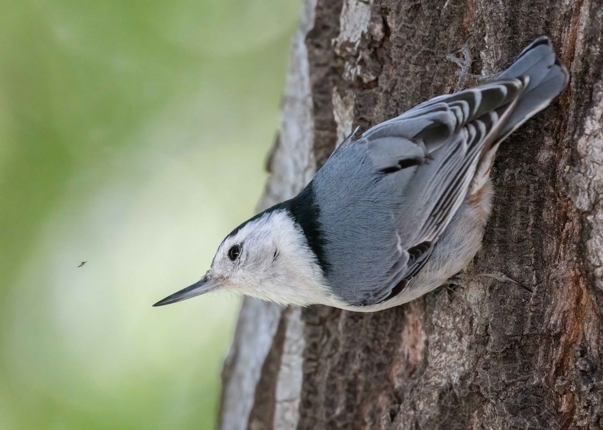 White-breasted Nuthatch - ML554388881