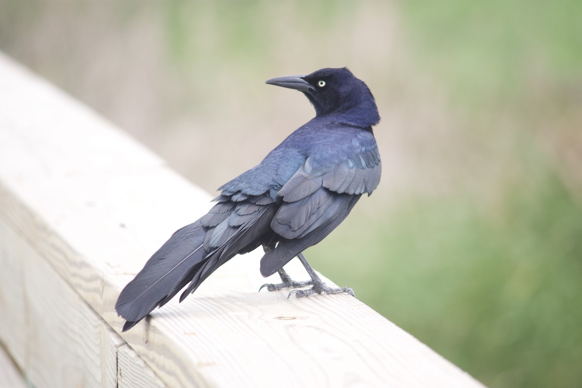 Great-tailed Grackle - ML554389931