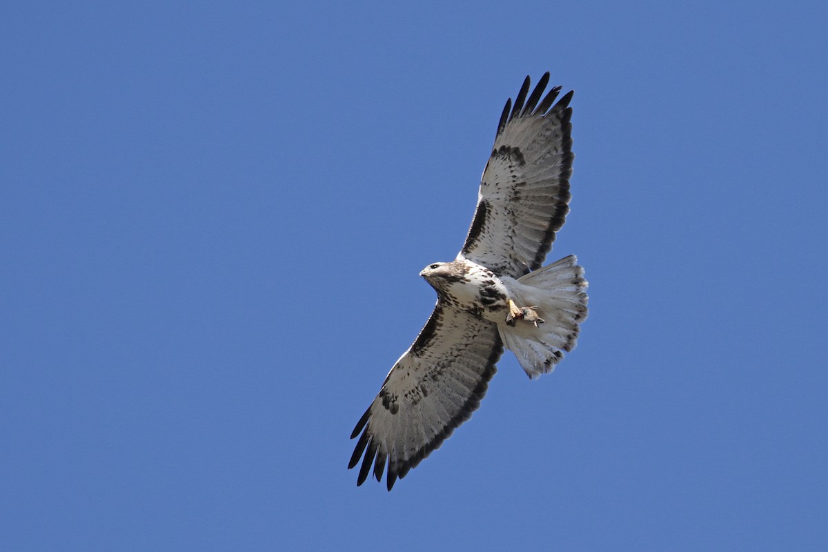 Red-tailed Hawk (Harlan's) - ML55439111