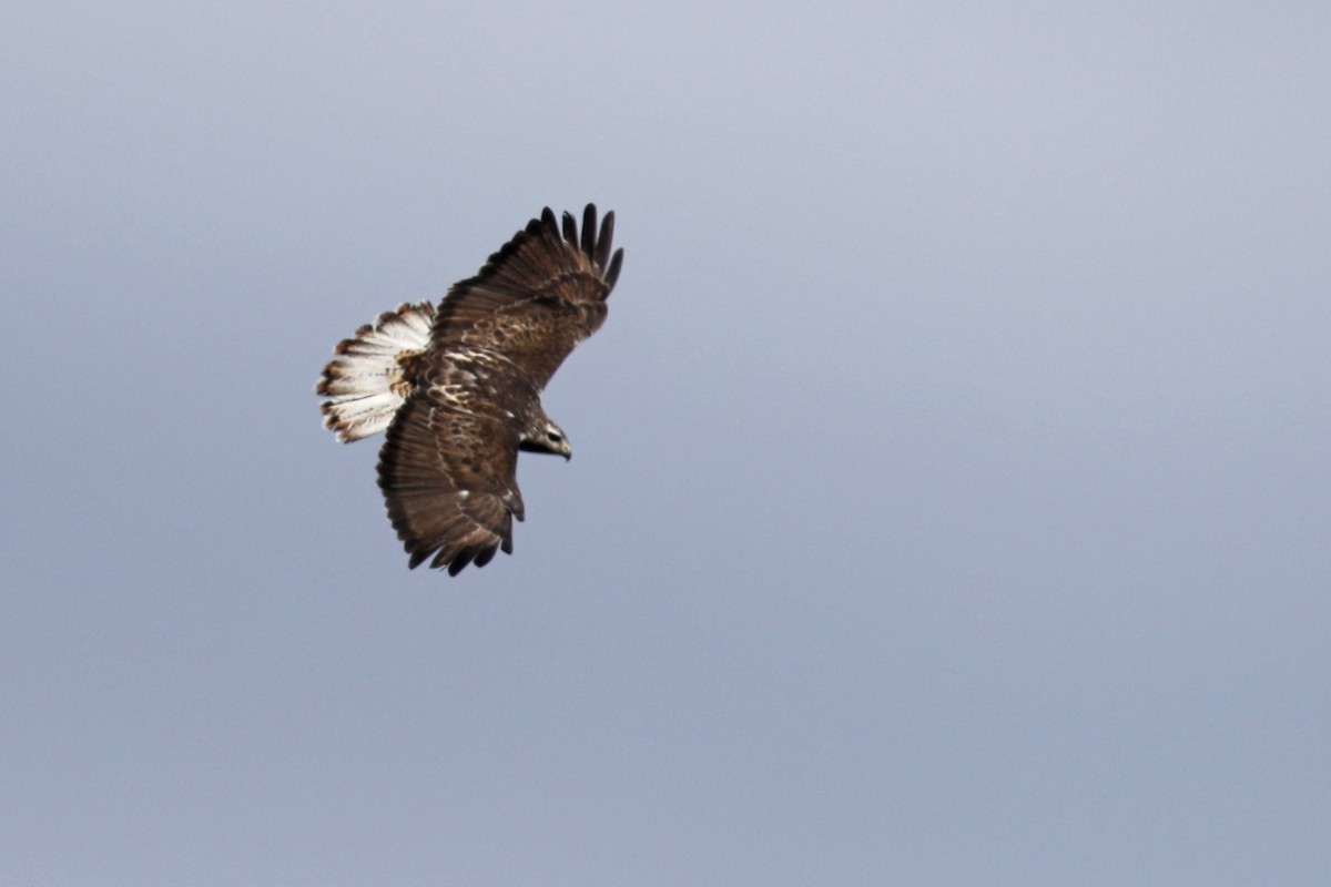Red-tailed Hawk (Harlan's) - ML55439121