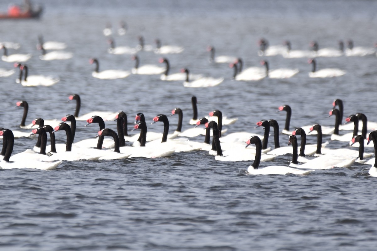Black-necked Swan - ML554392431