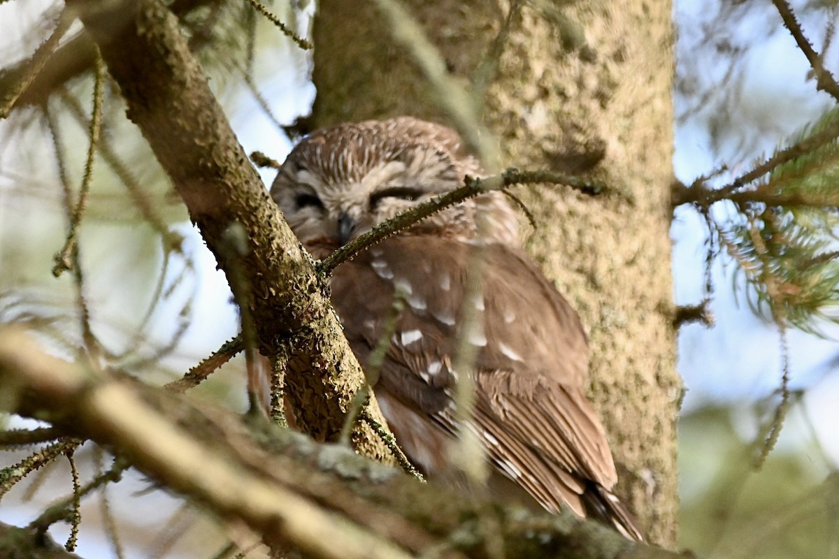 Ebird Checklist Apr Braddock Bay Owl Woods Species