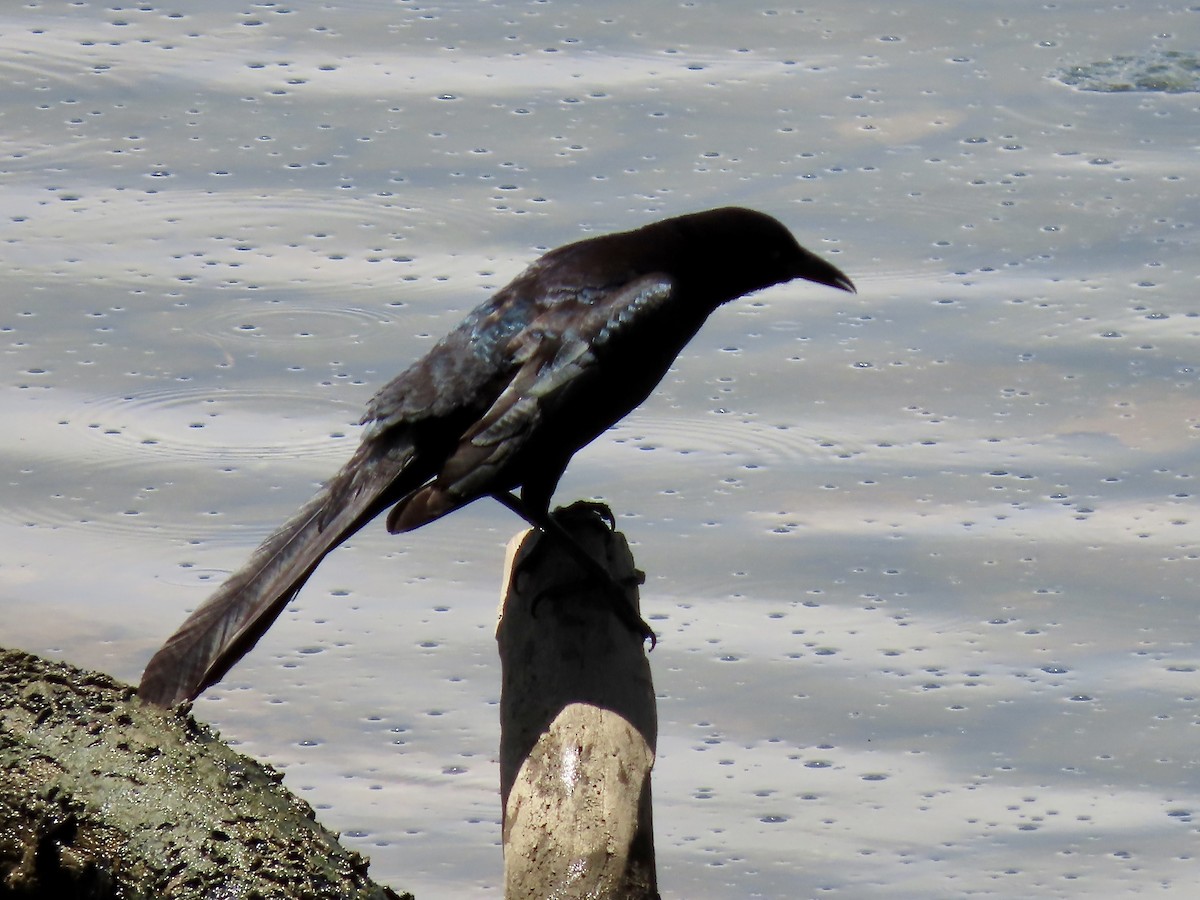 Great-tailed Grackle - ML554394241