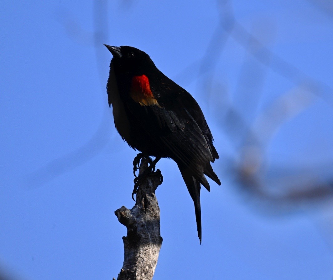 Red-winged Blackbird - ML554395421