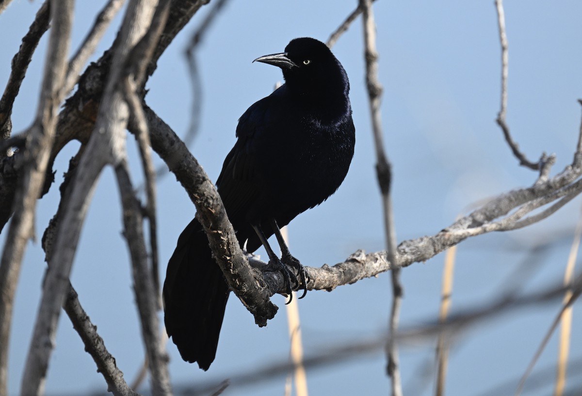 Great-tailed Grackle - Thomas Johnson