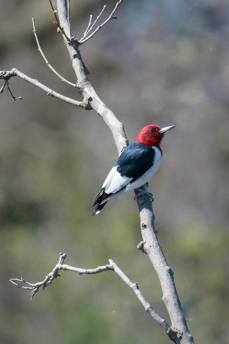 Red-headed Woodpecker - ML554399781