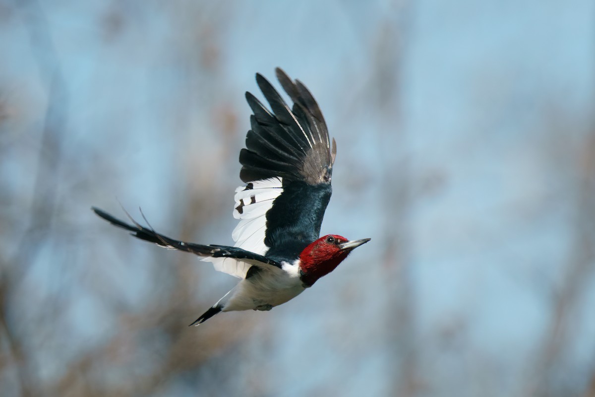 Red-headed Woodpecker - ML554399841