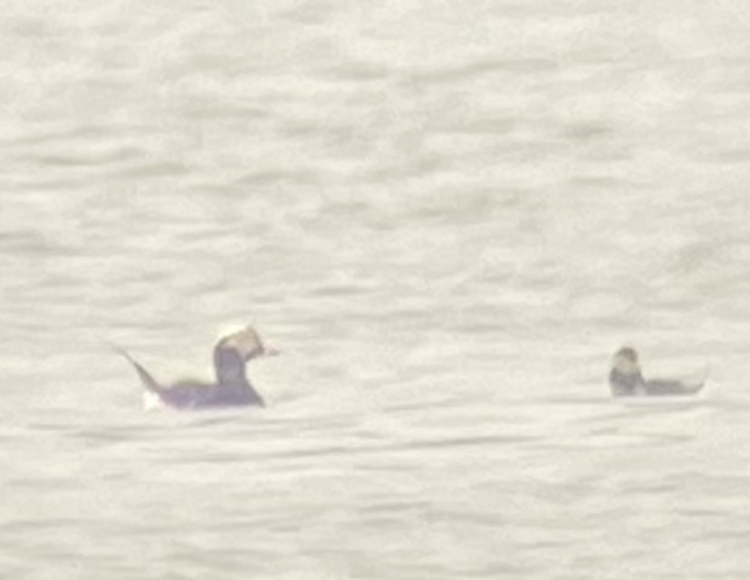 Long-tailed Duck - ML554404951