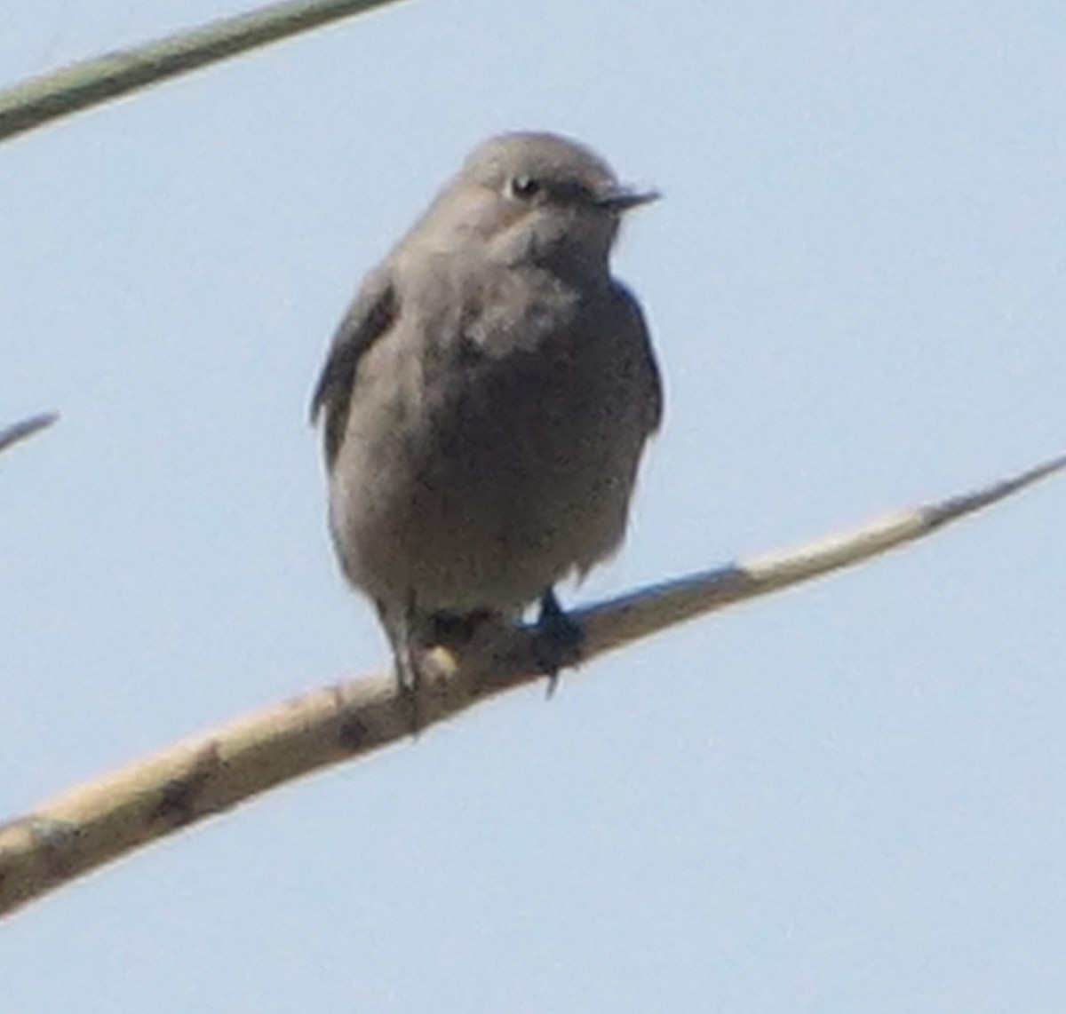 Townsend's Solitaire - ML554404971