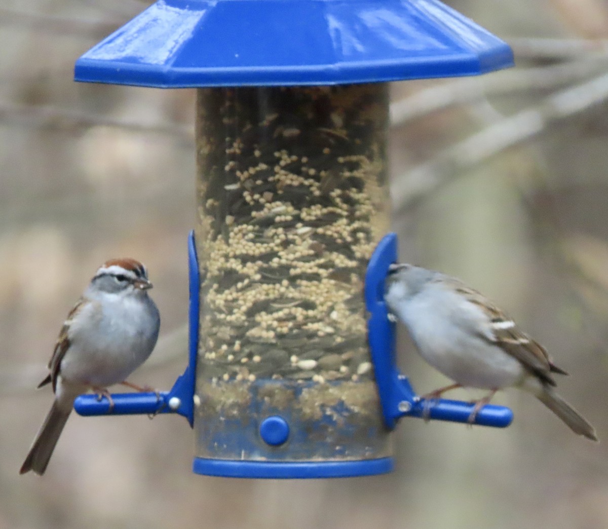 Chipping Sparrow - ML554405671