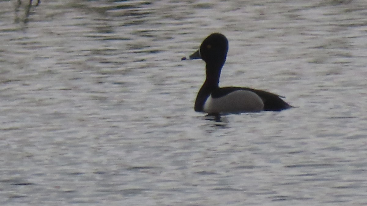 Ring-necked Duck - ML554407061