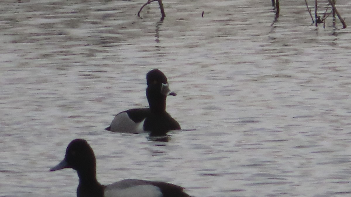 Ring-necked Duck - ML554407141