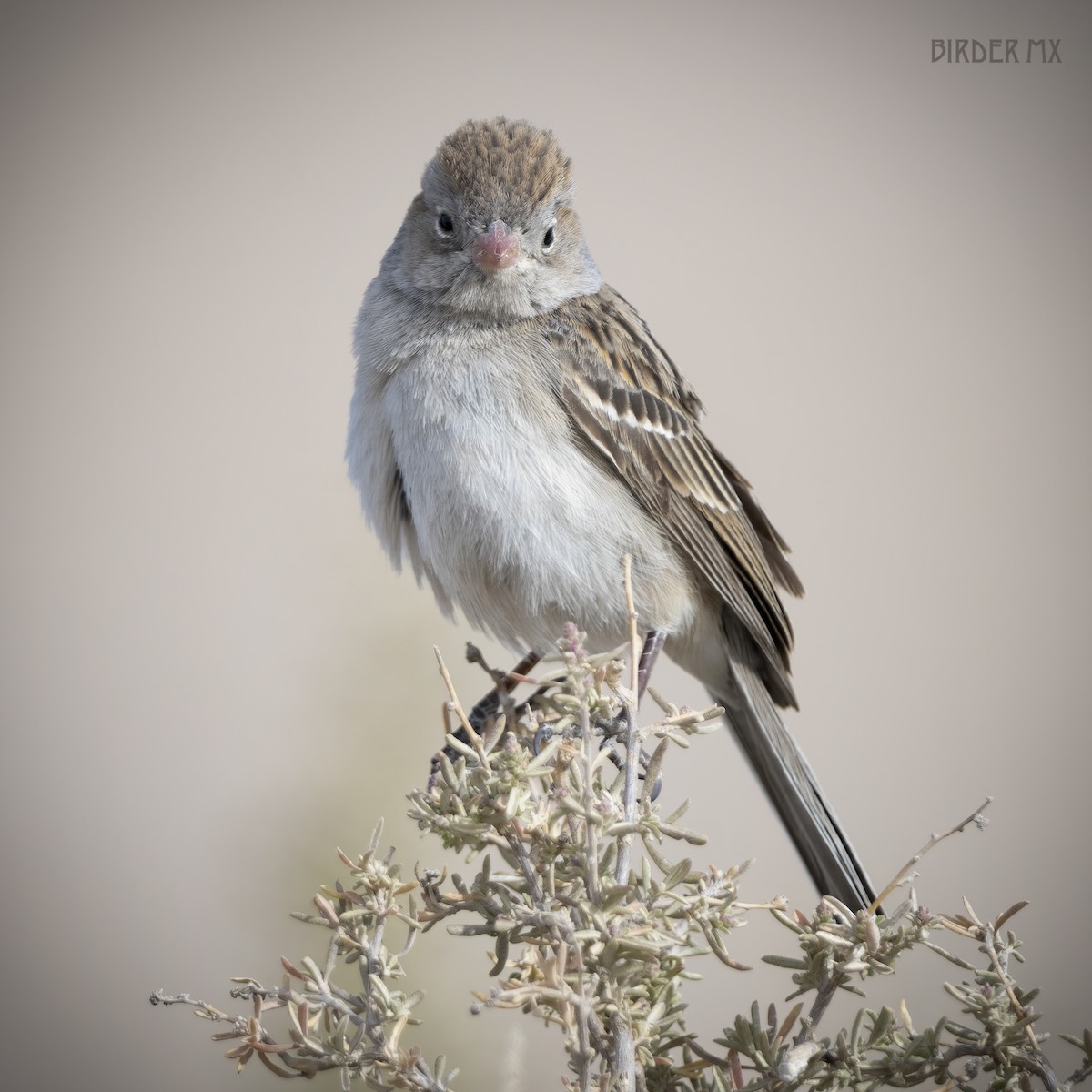 Worthen's Sparrow - ML554407191