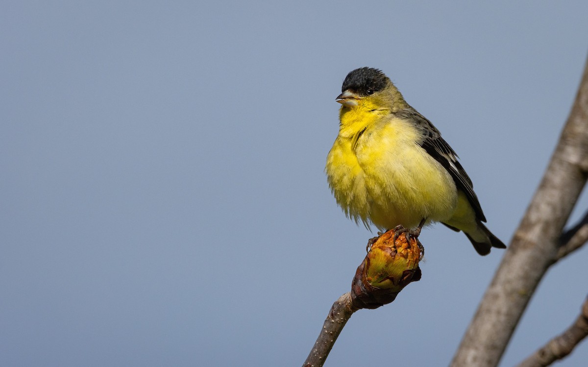 Lesser Goldfinch - Atlee Hargis