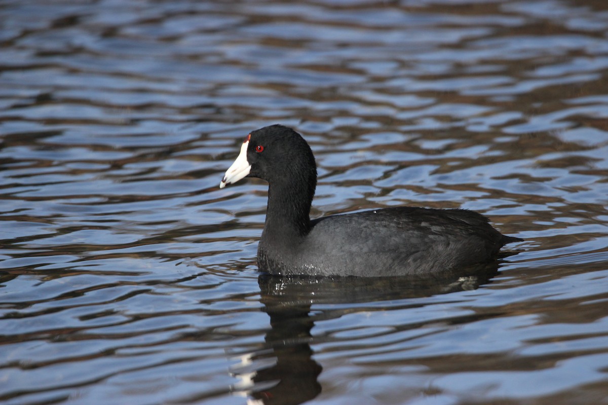 American Coot (Red-shielded) - ML554409631