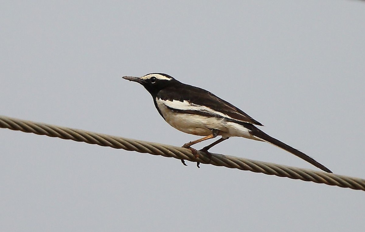 White-browed Wagtail - Albin Jacob