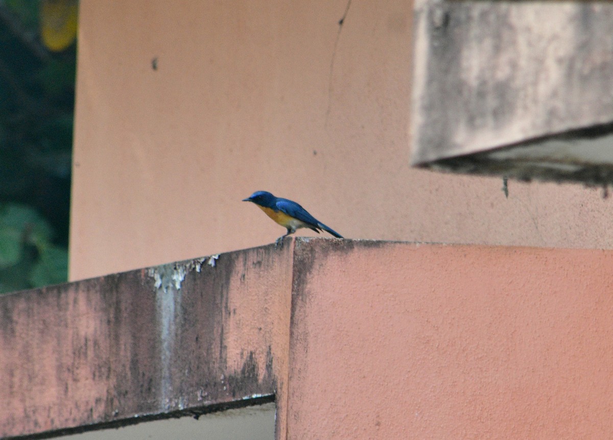 Tickell's Blue Flycatcher - Shaurya Rahul Narlanka