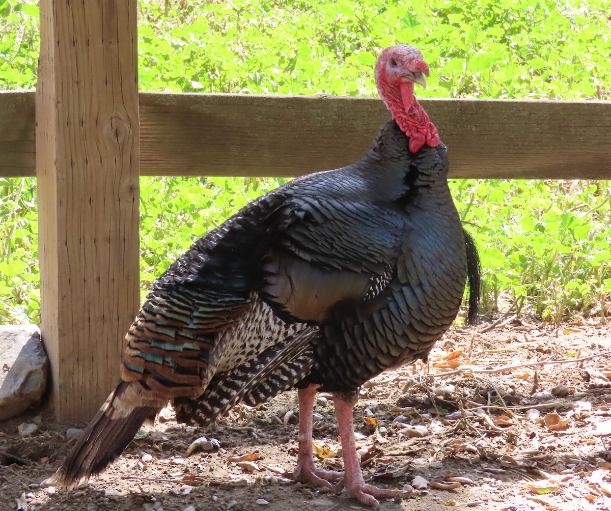 Wild Turkey (Domestic type) - ML554412941