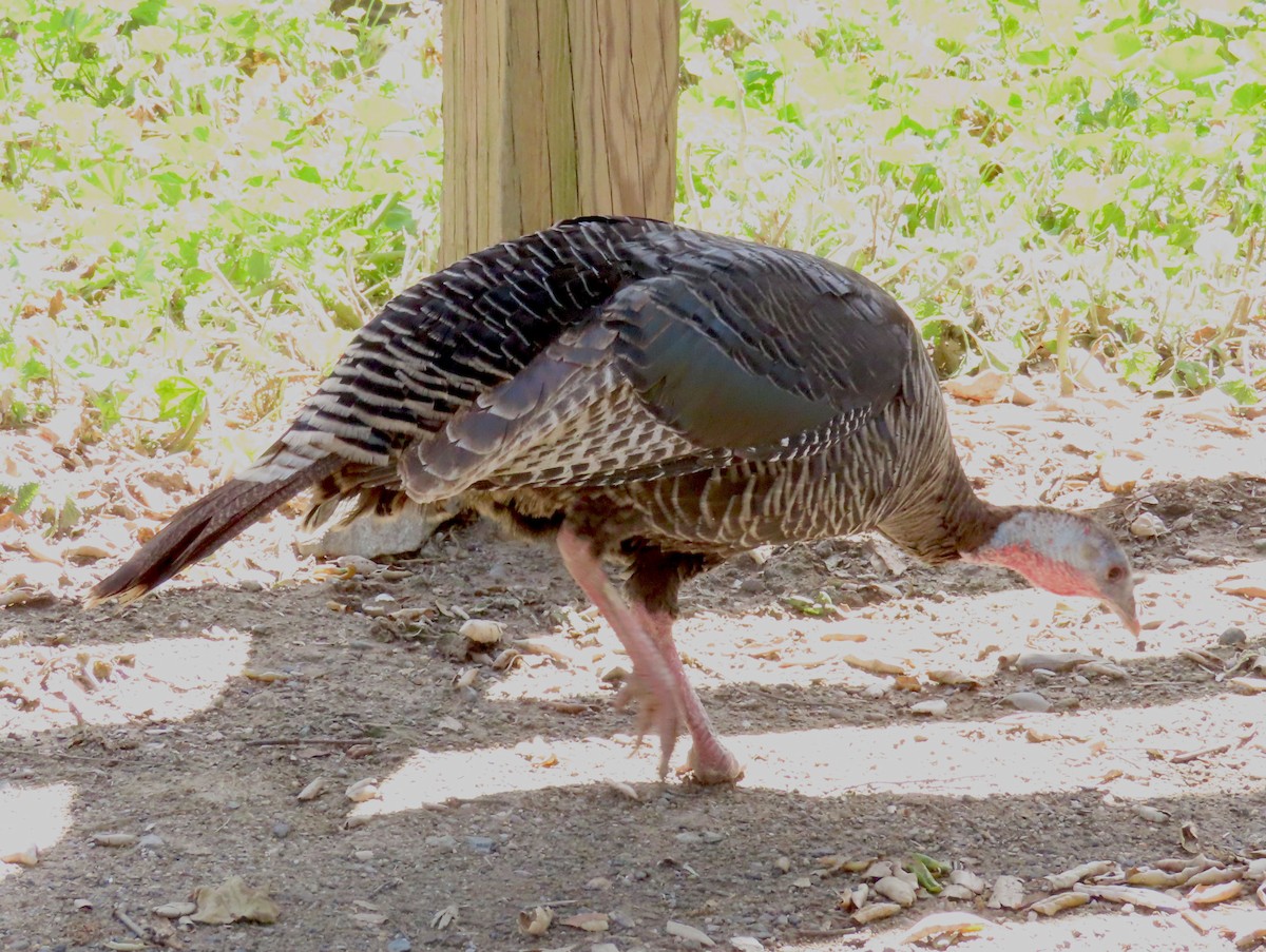 Wild Turkey (Domestic type) - ML554412961