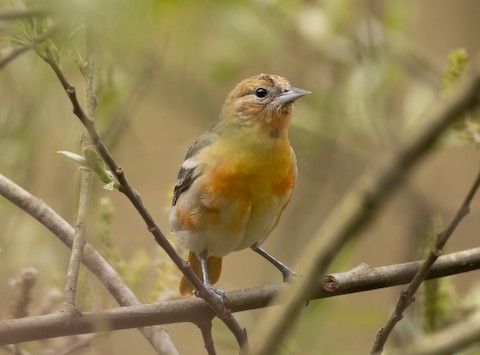 Baltimore Oriole - eBird