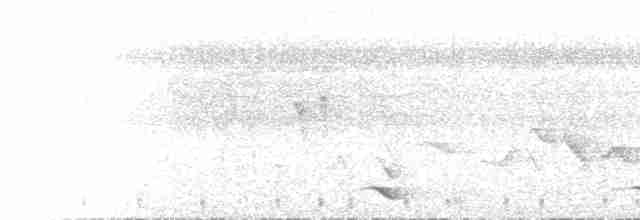  - Black-chinned Whistler