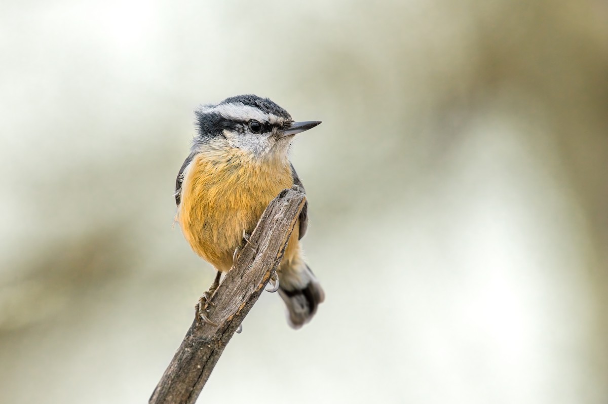 Red-breasted Nuthatch - ML554417011
