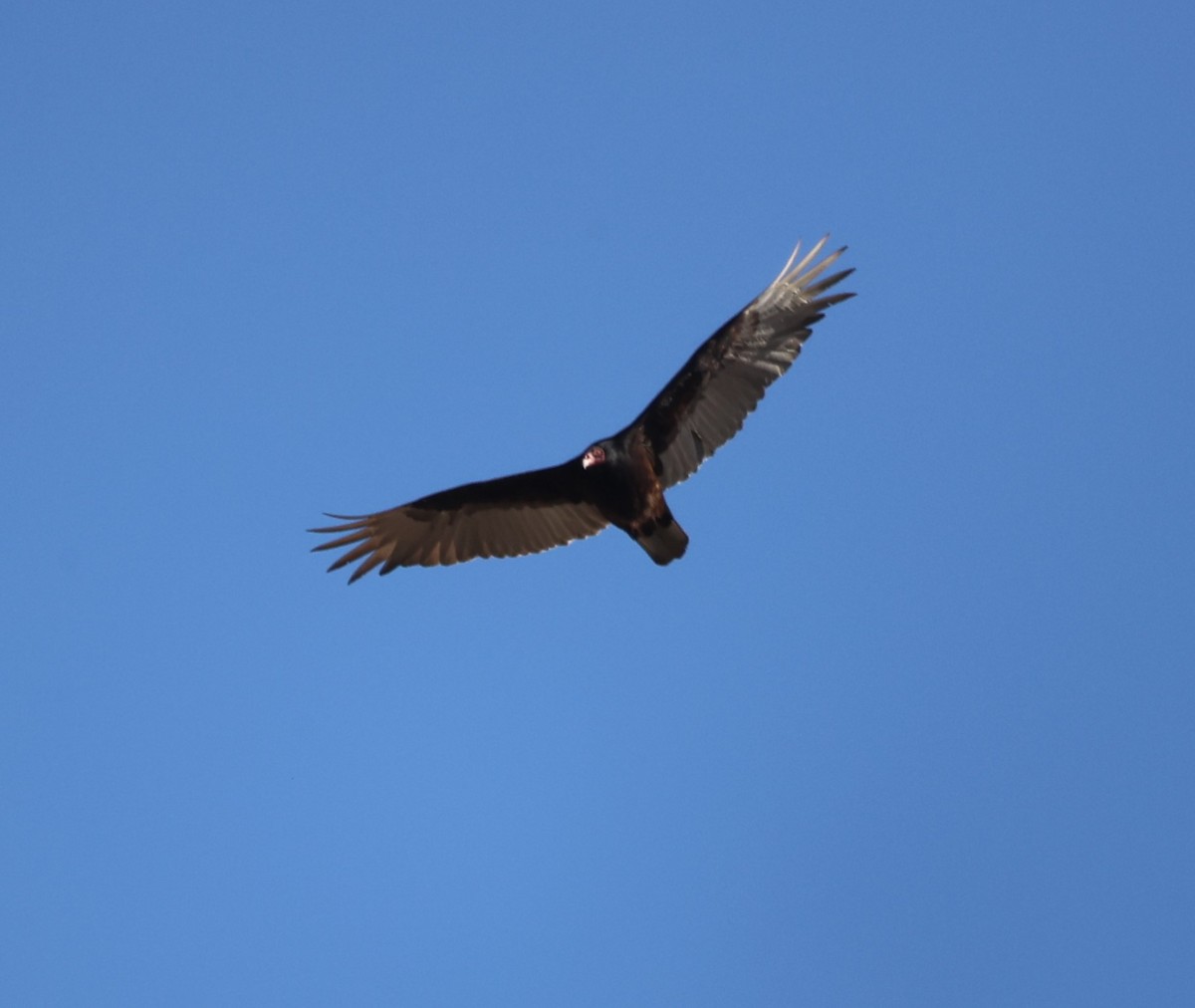 Turkey Vulture (Northern) - ML554420061