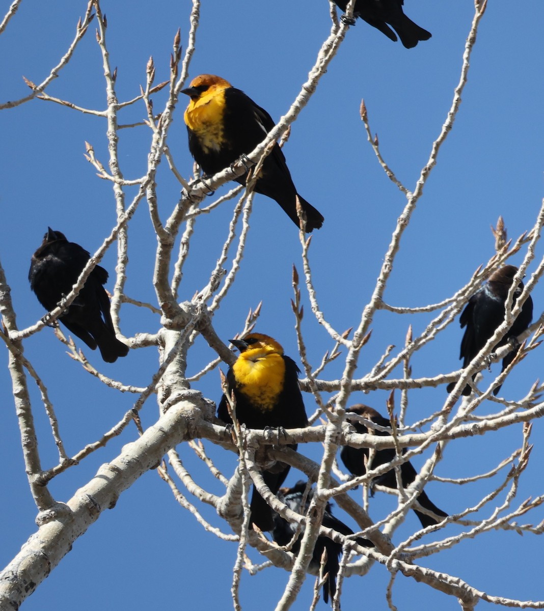 Yellow-headed Blackbird - ML554420151