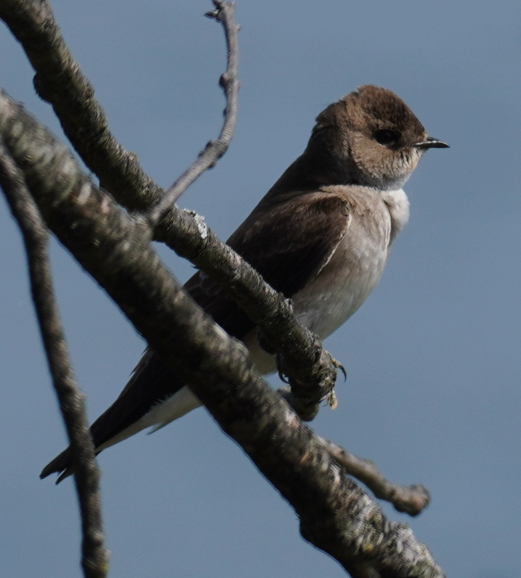 Northern Rough-winged Swallow - ML554427261