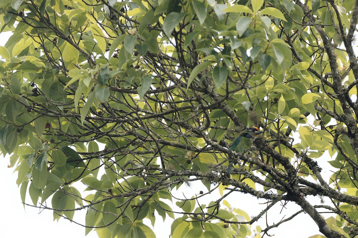 barbet žlutohrdlý (ssp. franklinii) - ML554429891