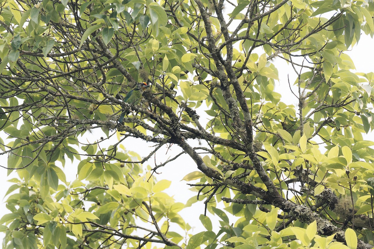 barbet žlutohrdlý (ssp. franklinii) - ML554430121
