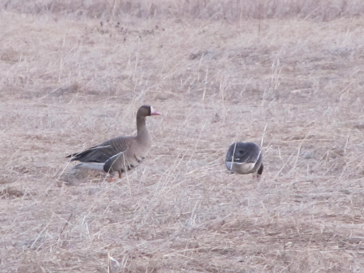 Greater White-fronted Goose - Chandra Bowley-Allen