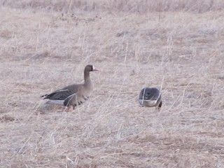Greater White-fronted Goose, ML55443081