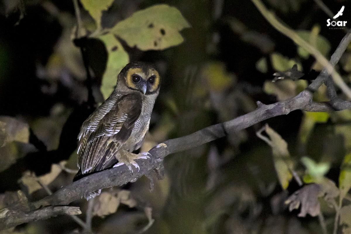 Brown Wood-Owl - ML554433611