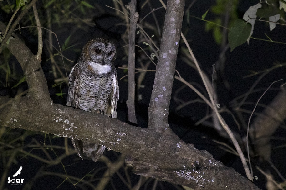 Mottled Wood-Owl - Soar Excursions
