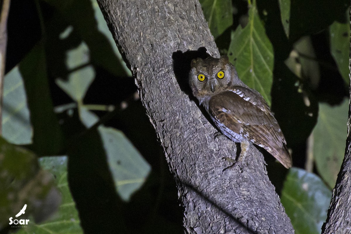 Oriental Scops-Owl - Soar Excursions