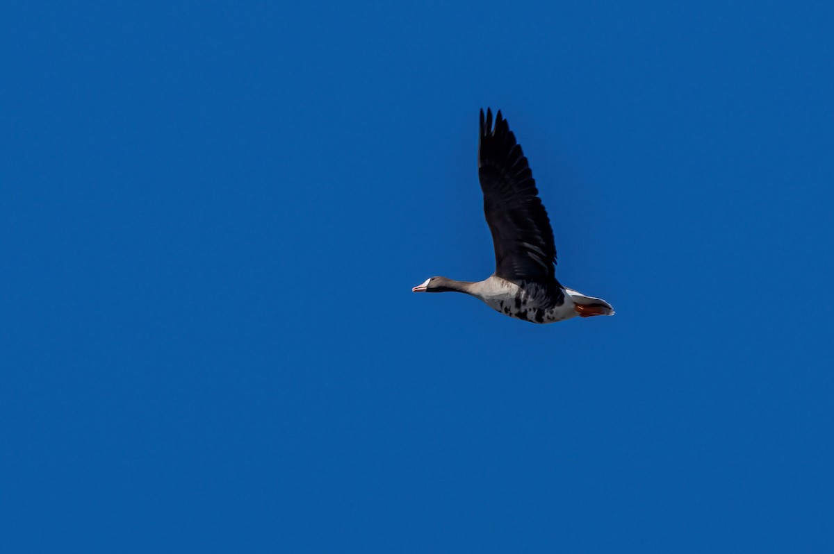 Greater White-fronted Goose - ML554449861