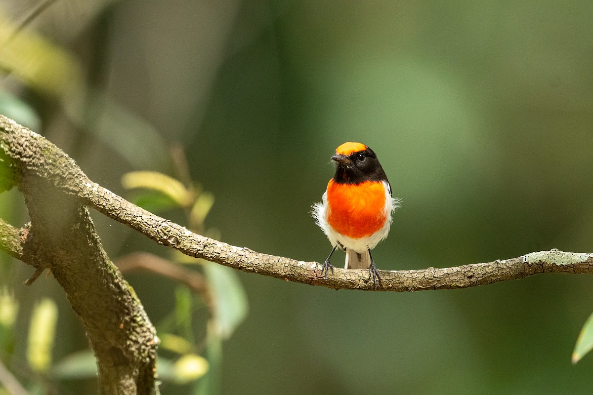 Red-capped Robin - ML554452311