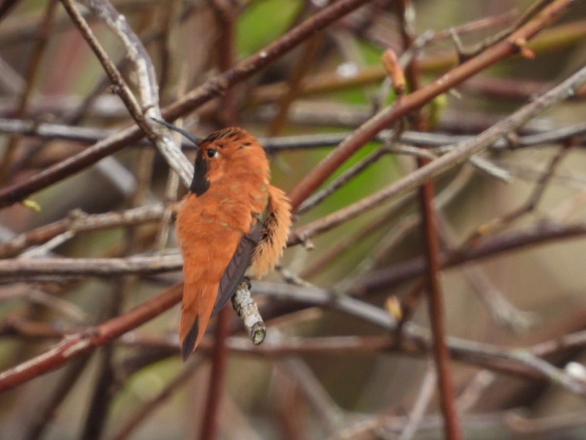 Rufous Hummingbird - ML554454641